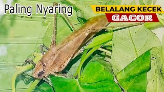 Download lagu Suara Belalang Kecek || Walang Kerik mp3 Download lagu Suara Belalang Kecek || Walang Kerik mp3