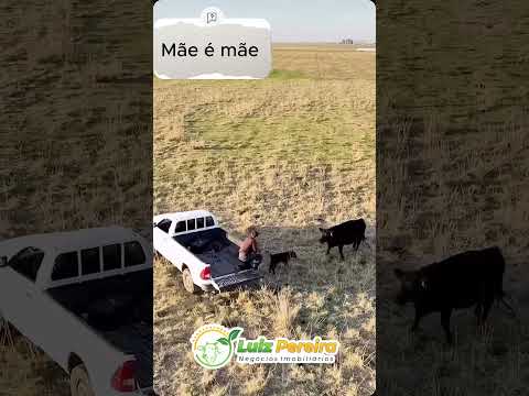 Mãe protegendo filho 😍 #Boiadeiro #Boibravo#Agro#Touro#Nelore#Vidanaroça #rodeio#montaria#cowboy