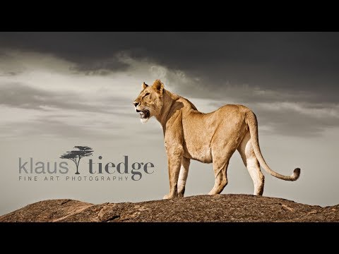 How to develop your style of wildlife photography | Klaus Tiedge