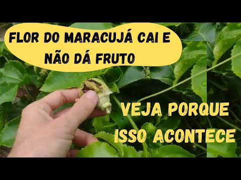 Passion fruit doesn't produce fruit and the flower falls off - how to fix it.