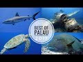 Tauchen in Palau (Blue Corner, German Channel, Jake Seaplane u.v.m.), Palau allgemein, Palau