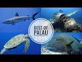 Tauchen in Palau (Blue Corner, German Channel, Jake Seaplane u.v.m.), Palau allgemein, Palau