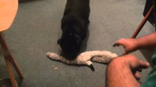 Snarfle The Pug! Racoon Toy!
