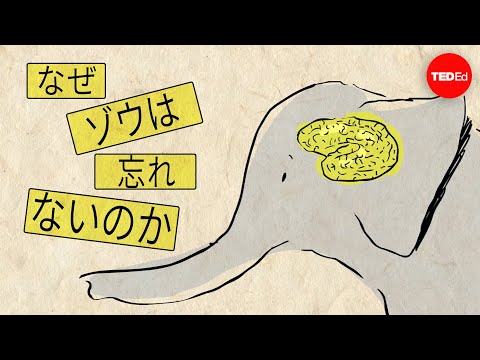 ゾウに関する好奇心