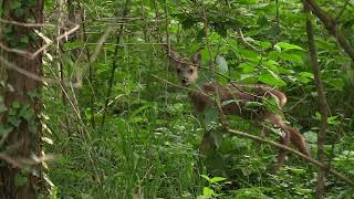 Trois faons inattendus