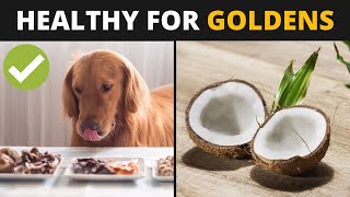 10 Human Foods that are Actually Good for Golden Retrievers