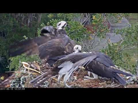 5/13/17 ~ SAVANNAH OSPREY, INTRUDER ON NEST STEALS FISH!!!
