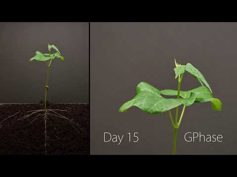 Bean Time Lapse   25 days   Soil cross section