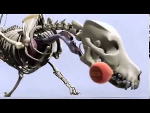 Pet4you.gr: Dogs Karelian Bear Dog