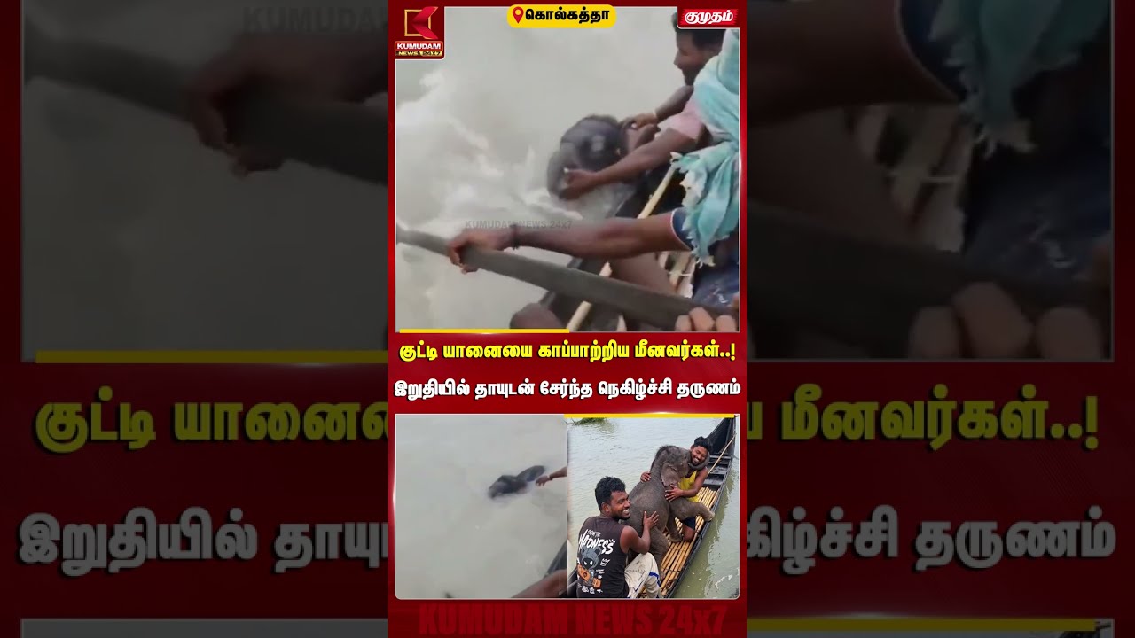 குட்டி யானையை காப்பாற்றிய மீனவர்கள்..! இறுதியில் தாயுடன் சேர்ந்த நெகிழ்ச்சி தருணம் | Elephant Calf