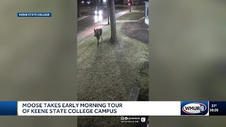Moose takes early morning tour of Keene State College campus