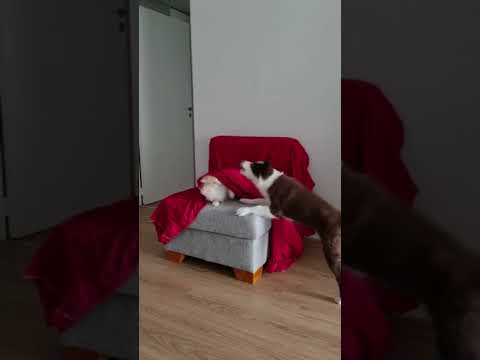 perrito y gato primer encuentro