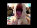 Puppy Yawning