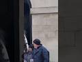 A nudge in the head #horseguardsparade