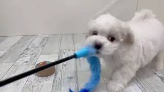 ビションフリーゼの動画01