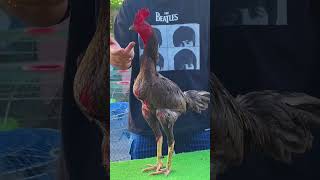 Download lagu ayam pama asal thailand mp3