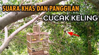 Download lagu SUARA PANGGILAN CUCAK KELING | asli mp3