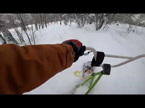 Сноускут в лесу