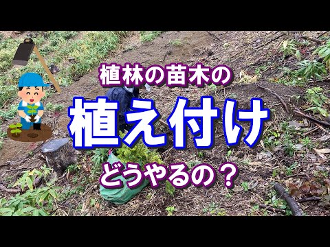 園芸 裸根の木を植えて杭を打つ