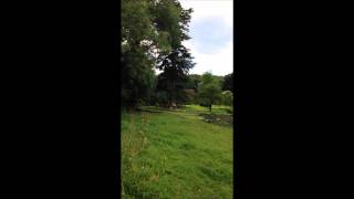 Album cover: Brackendale Tree Care in Action