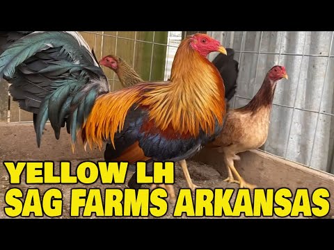 Jerry Gonzalez SAG FARMS In Arkansas | Beautiful Birds Yellow Leg Sweater Asil Kelso Radio Roundhead