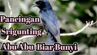 Download lagu Pancingan Burung Srigunting Abu Abu Biar Bunyi#pancingansrigunting#sriguntinggacor mp3 Download lagu Pancingan Burung Srigunting Abu Abu Biar Bunyi#pancingansrigunting#sriguntinggacor mp3