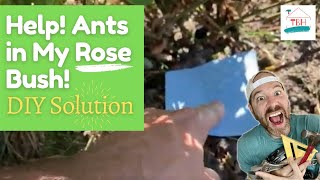 🍒  Help! Ants in New Rose Bush?? What Do I Do?➔ Here’s an Unbelievably Easy DIY Solution