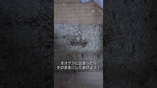 またオオゲジに出会ってしまった。そして連れて来てしまった