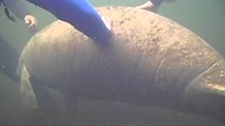 preview picture of video 'Swimming with the Manatees on New Year's Day 2015, Homosassa River, Florida, Video No. 2'