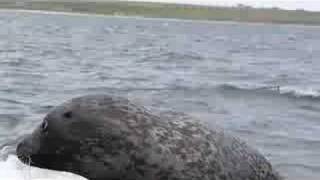 seals in orkney
