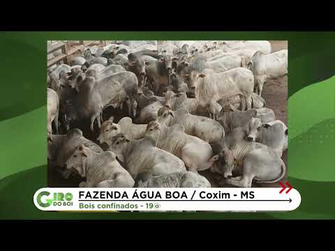 BOIADA 100% JOVEM DE QUASE 20@ RENDE BÔNUS GORDO NO MS