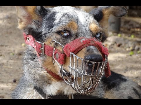 The Instinct To Hate Dogs