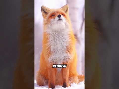 The fox that makes a sound like a laughing person#animals #fu#redfox