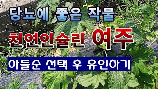 [텃밭농부 1,531]  당뇨병에 좋은 작물. 천연인슐린 이라는 "여주"의 아들순 받고 유인하기 #여주재배