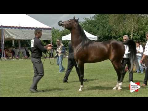 N.125 MARTICE - Ströhen 2016 B-Show - Stallions 4-6 years old (Class L)