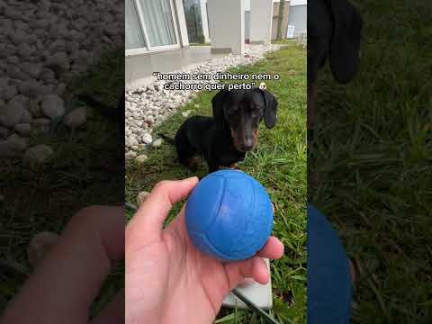 homem sem dinheiro nem cachorro fica perto