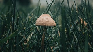 How To GET RID of MUSHROOMS In The LAWN // Summer Lawn Care Tips