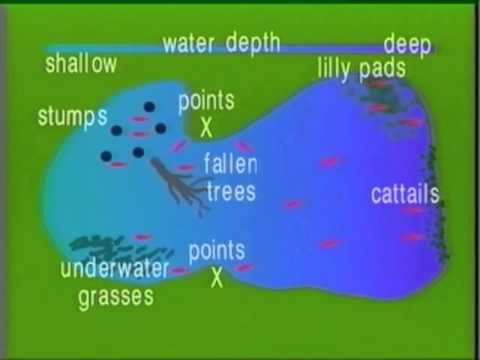 How to Fish Small Ponds.avi