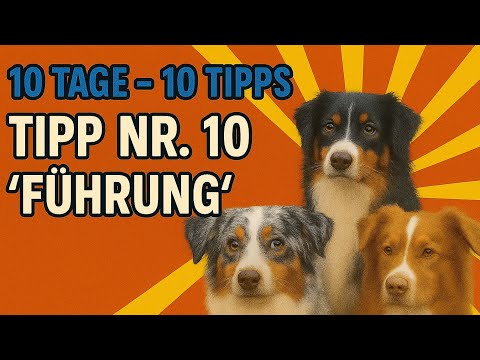Taking the lead: Why your dog needs someone to lead the way! 🌞 10 days – 10 tips (Tip 10)