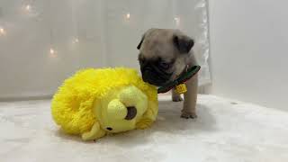 パグの動画01