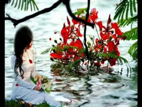 Mùa phượng xưa - Diệu Hiền