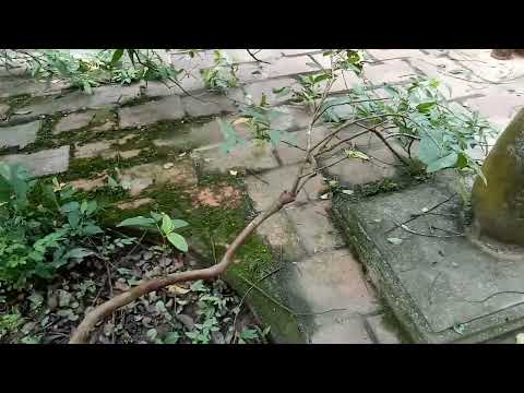 Cây Ổi Cười KÌ BÍ ,Có Hoa Có Quả  Lam Kinh Thanh Hóa