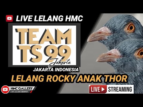 LIVE LELANG HMC//HOKY MERPATI CHANNEL//MERPATI KOLONG//MERPATI MEJA//MERPATI//LIVE LELANG