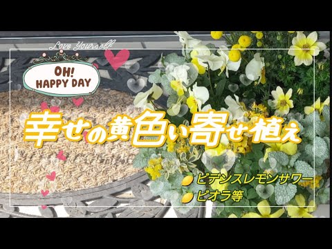 園芸 黄色い花を持つアミシア