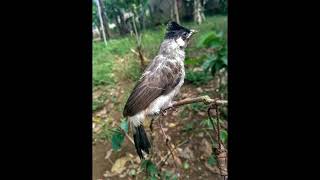 Download lagu Suara crecetan Kutilang buat mikat #birdsounds #burung #kicaumania #fyp mp3