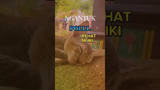 Download lagu kata kata lucu untuk status wa bahasa jawa mp3 Download lagu kata kata lucu untuk status wa bahasa jawa mp3