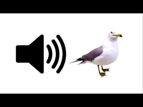 Seagull - Sound Effect