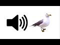 Seagull - Sound Effect