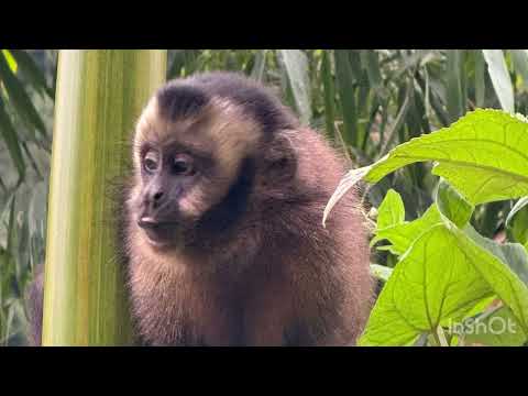 Parque del Manu: From the Cloud Forest to Eco Manu Lodge 