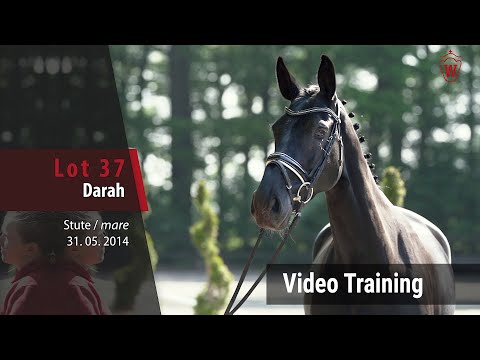 37 Darah Stute v. Dibadu L - Cornet Obolensky_Trainingsvideo